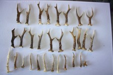 Konvolut 30 St. Rehgeweihe