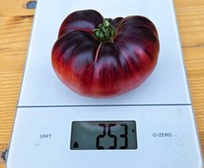 Tomatensamen - LOVELY LUSH -