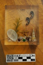 Vintage Souvenir Florida Muscheln, Schnecken, Seepferdchen in Lucite/Acrylglas