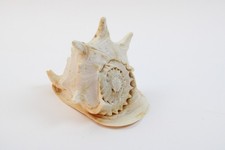 Cassis Cornuta Gehörnte Helmschnecke Helmmuschel 19cm (455-1 I7)