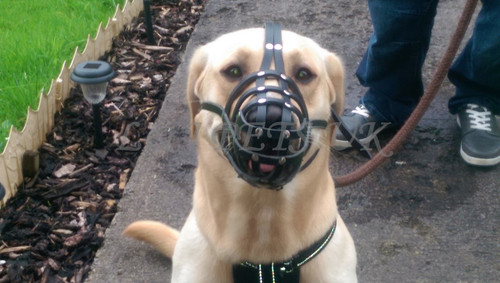 Neu licht leder hundemaulkorb - licht,