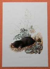 Europäischer Maulwurf  Talpa europaea Insektenfresser Farbdruck 1958