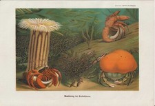 Krebse Anemone Einsiedlerkrebs