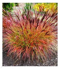 Chinaschilf red chief 1 - "red,