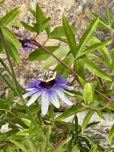 Passiflora colvillii - x,