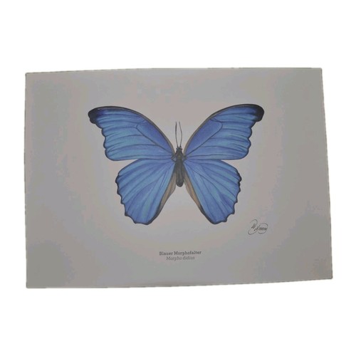 Morpho didius blauer - didius,