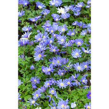 Anemone blanda blue shades - anemone, 'blue