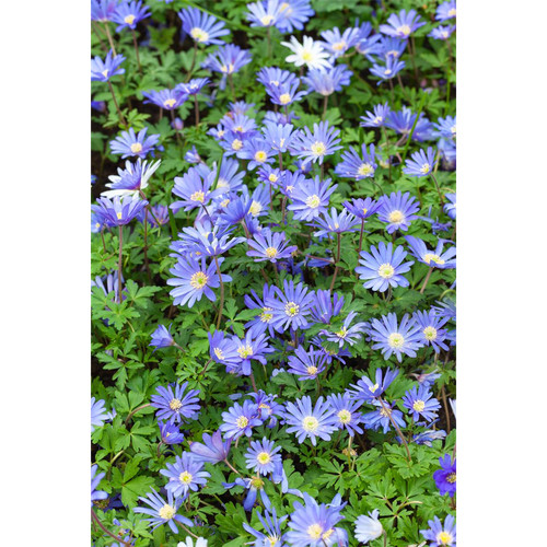 Anemone blanda blue shades - 'blue,