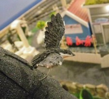 Falke, Turmfalke, Wildvogel