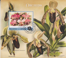 Blumen orchideen malediven - blumen,