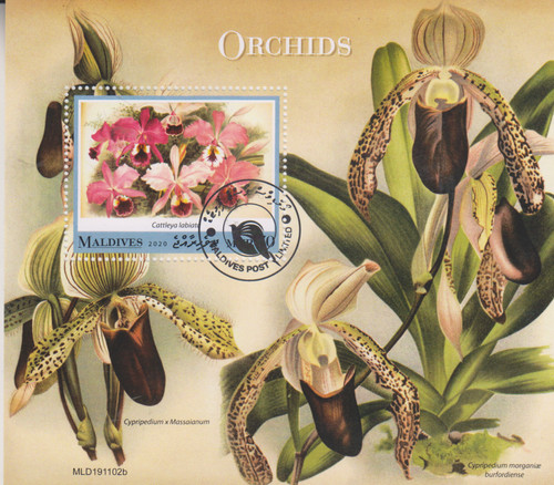 Blumen orchideen malediven - blumen,