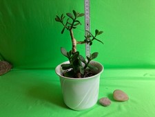 Affenbrotbaum/Geldbaum/Pfennig