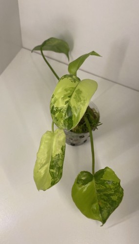 Philodendron brule marx - brule,