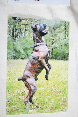 Hunde postkarte von - von, poster