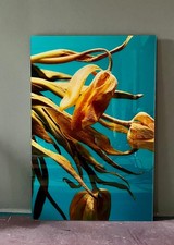 fotografie fotokunst Tulpen