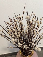 Getrocknete Weidenkätzchen Deko-Zweige