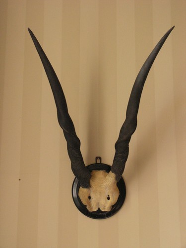 Eland oryx gazella - eland/,