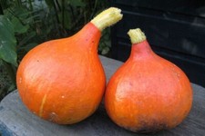 Kürbis samen uchiki - kürbis,