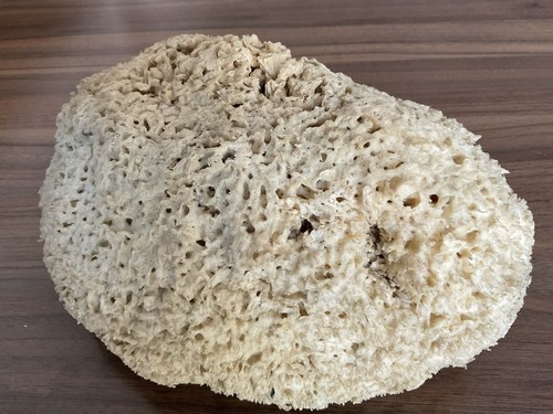 Naturschwamm sehr groß - sehr,