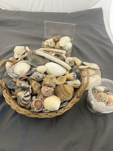 MuschelMuschelsammlung