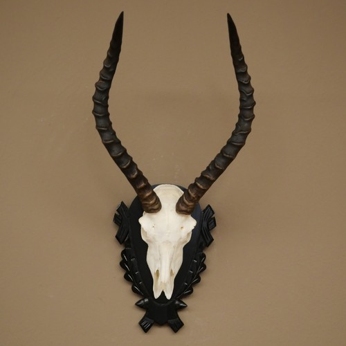 Impala antilope - antilope, (aepyceros)