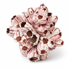 Seepocke 20cm Deko Barnacle