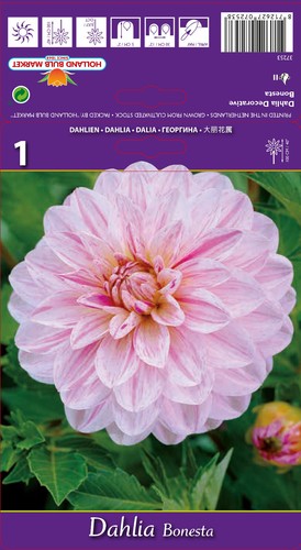Dahlien - ,