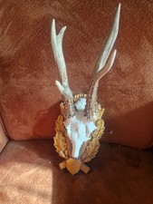 altes Rehgeweih Jagdtrophäe