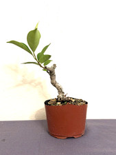 Ficus Microcarpa (Tiger Bark)