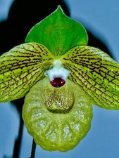 Paphiopedilum Species malipoense Top Select NEW Orchidee Orchideen