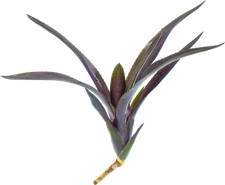 Bromelie, Neoregelia midas, ungetopft