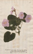 Martyniaceae martynia martynie - martyniaceae,
