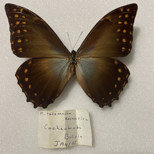 Entomologie morpho telemachus - entomologie*morpho,