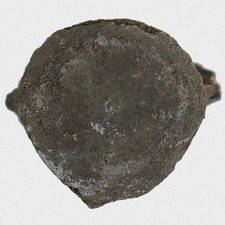 Fossil Walfisch Wirbel Neogen