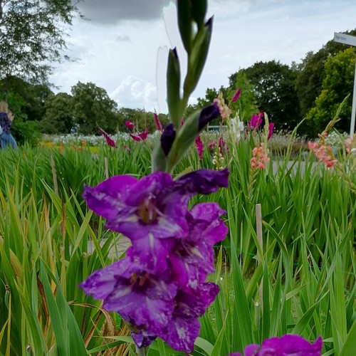 Gladiolus - ,
