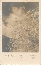 alte AK Reife Ähren 1941, Landwirtschaft Feld Getreide