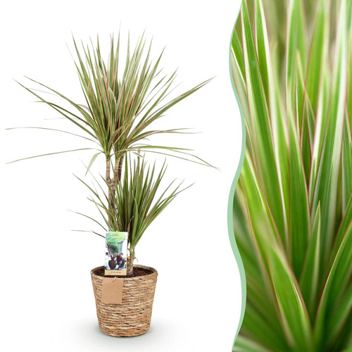 Zimmerpflanzen dracaena - zimmerpflanzen,