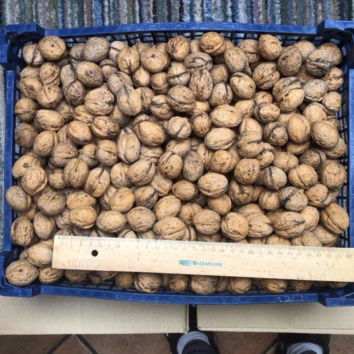 Walnüsse mit schale - kg,