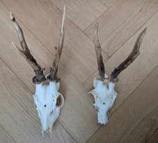 2 kleine Rehgehörne - Geweihe