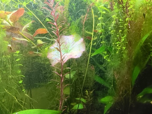 Aquariumpflanzen xxl packet - aquariumpflanzen,