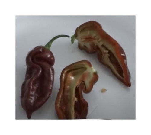 10x chili chocolate bhut - 10x,