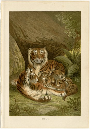 Tiger dschungel tigerfamilie - tiger,