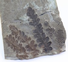 Pflanze, Pecopteris sp., Perm, Rotliegendes, Bad Sobernheim, Deutschland -L577