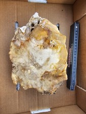 Versteinertes Holz Kieselholz