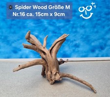 🪸 Moorkienwurzel-