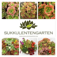5xSukkulentenmix Aeonium , Kalanchoe , 7x7cm Hitzetolerant Outdoor und Indoor to