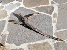 Dekorative Skulptur Schwemmholz Treibholz  Tier Kopf Vogel Hörner ca.76 cm