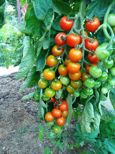Tomatensamen kalinda - , "