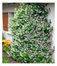 Duft-Jasmin "Pink & Weiß",2