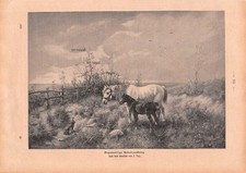 Gegenseitige Überraschung - Ludwig Fay - Pferd Pony - 1900 - Holzstich ~22x31cm